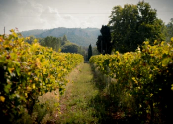 Balades et randonnées dans les Vignes - Vignerons Indépendants