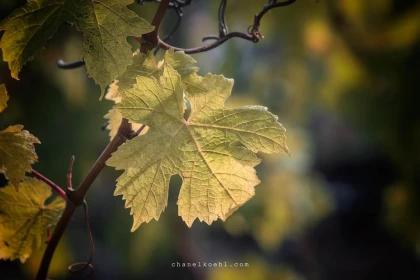 Adopte ton cep - Vignerons Indépendants