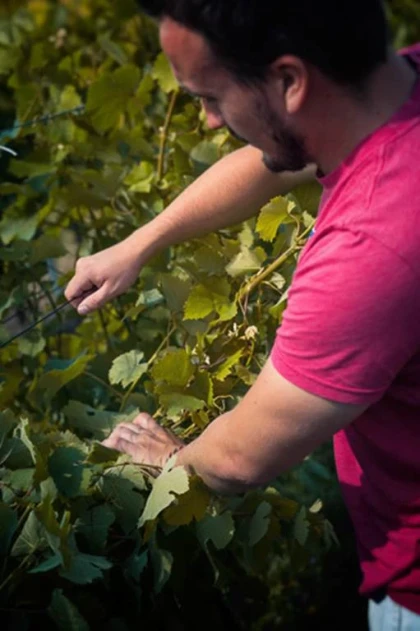 Atelier Découverte des travaux en vert - - Vignerons Indépendants