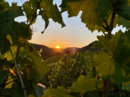 Atelier dégustation - Vignerons Indépendants