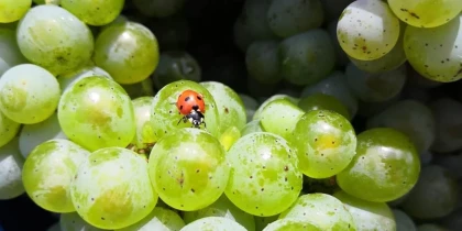 Balade immersive dans les vignes de Jouvente - Vignerons Indépendants