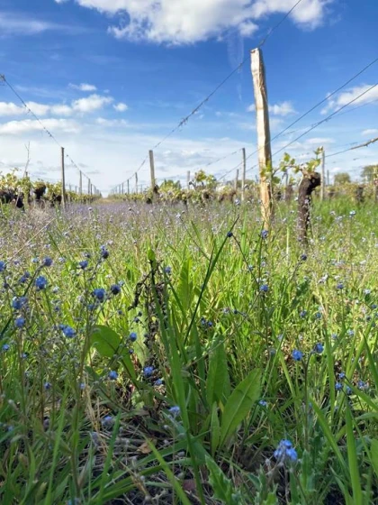 Balade "Le Chenin des Ecoliers" - Vignerons Indépendants