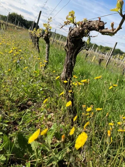 Balade "Le Chenin des Ecoliers" - Vignerons Indépendants