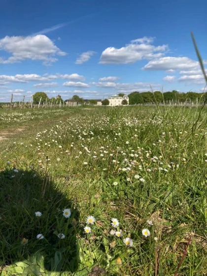 Balade "Le Chenin des Ecoliers" - Vignerons Indépendants