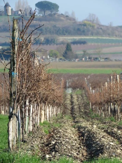 Balade pédestre avec guide sur le sentier de l'estuaire - Vignerons Indépendants