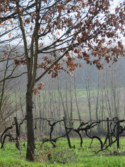Balade pédestre avec guide sur le sentier de l'estuaire - Vignerons Indépendants