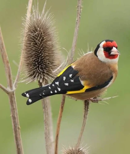 Biodiversité & Pause Gourmande - Vignerons Indépendants