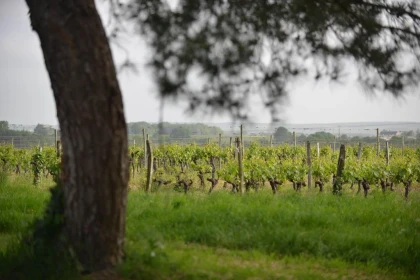 Château de la Viaudière - Vignerons Indépendants