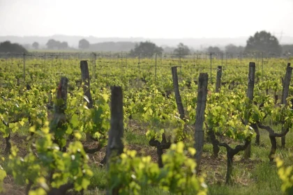 Château de la Viaudière - Vignerons Indépendants