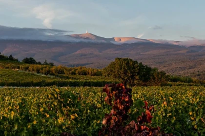 Château Juvenal - Vignerons Indépendants