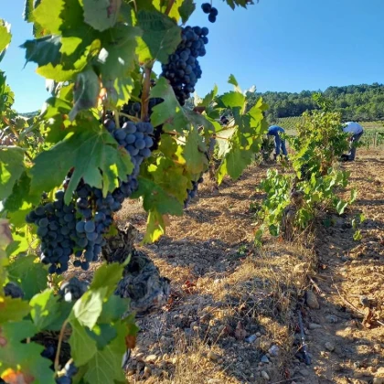 Château Maylandie - Vignerons Indépendants