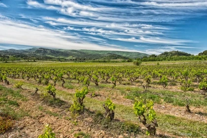 Château Villemagne - Vignerons Indépendants