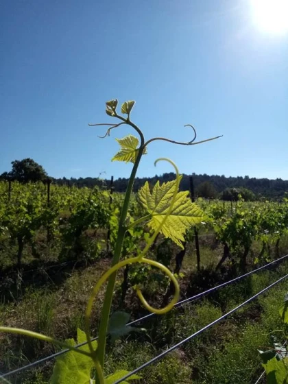 Château Villemagne - Vignerons Indépendants