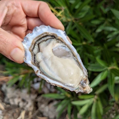 De l'Etang à l'assiette - Vignerons Indépendants