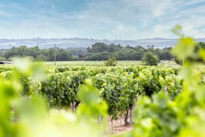 De la vigne à la cave - Vignerons Indépendants