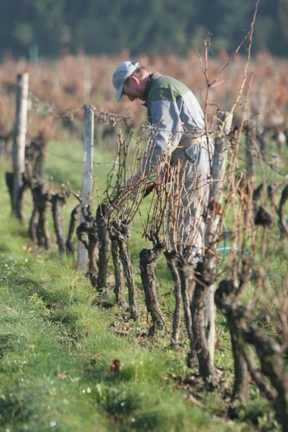 De la vigne à la cave - Vignerons Indépendants