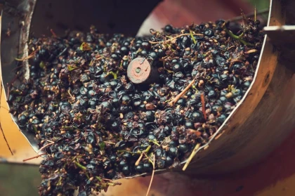 De la vigne à la cave - Vignerons Indépendants