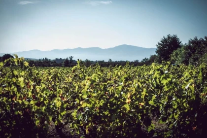 Dégustation accord mets et vins au coeur du vignoble - Vignerons Indépendants