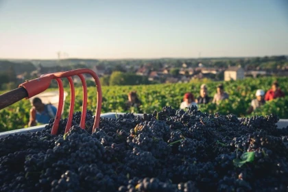 Domaine de La Pagerie - Vignerons Indépendants