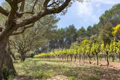Domaine du Clos d'Alari - Vignerons Indépendants