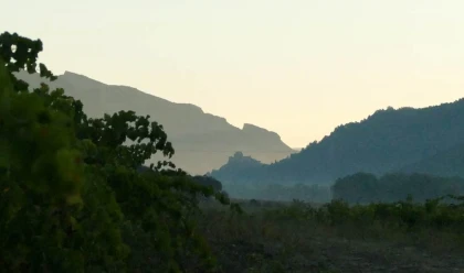 Domaine du Grand Arc - Vignerons Indépendants
