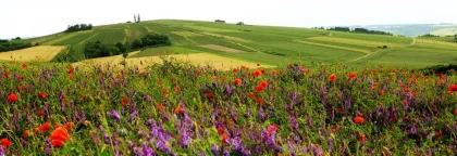 Domaine Petitjean - Vignerons Indépendants