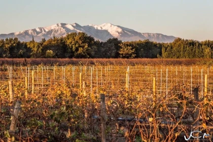 Domaine Saint Thomas - Vignerons Indépendants