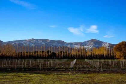 Domaine Saint Thomas - Vignerons Indépendants