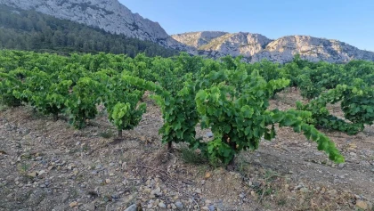 Gîtes Pierre Pelou – Tautavel - Vignerons Indépendants