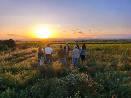 Golden Hour au Domaine - Vignerons Indépendants