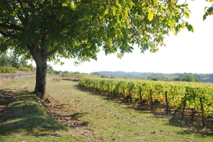 Randonnée Pédestre dans le Vignoble - Vignerons Indépendants
