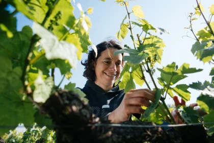 Immersion Vigneronne, entre Terroirs et Cépages - Vignerons Indépendants