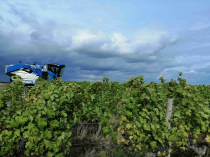 La balade des grandes pattes ! - 2H30 - Vignerons Indépendants