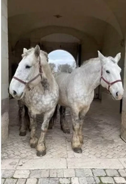 La vigne et le vin, au rythme des sabots - Vignerons Indépendants