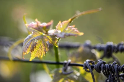 La visite Authentique - Vignerons Indépendants