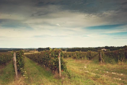 Le Sentier des Gourmands : Balade et Pique-Nique - Vignerons Indépendants