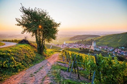 Les Gîtes de la Mère Michèle - Vignerons Indépendants