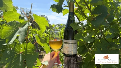 Les Trésors oubliés du Domaine Bodineau - Vignobles en scène - Vignerons Indépendants