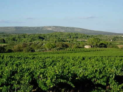 Mas de Bayle - Vignerons Indépendants