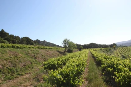 PRIVATISATION MARIAGE - Vignerons Indépendants