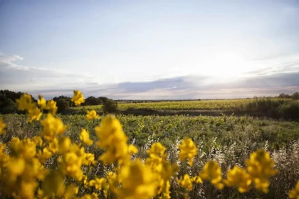 Promenade dans le vignoble - Vignerons Indépendants