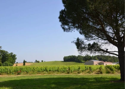 Racines Gaillacoises : Rencontre des cépages anciens - Vignerons Indépendants