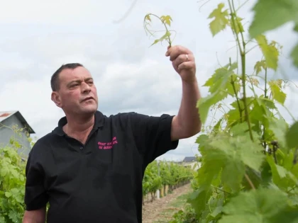 Randonnée commentée dans les vignes - Vignerons Indépendants