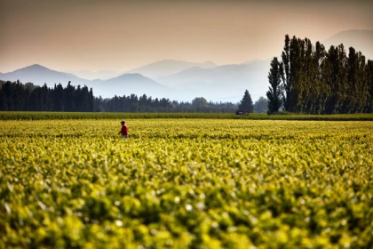 Safari viticole en Land Rover : vignoble de Vacqueyras - Vignerons Indépendants