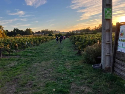 Saint-Émilion : Balade sensorielle - Vignerons Indépendants