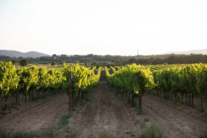 Secrets of the Vines - Vignerons Indépendants