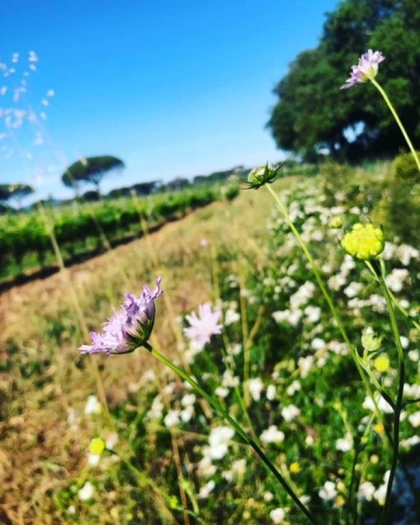 Sentiers balade découverte dans les vignes - Vignerons Indépendants