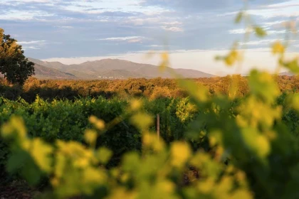 Sentiers balade découverte dans les vignes - Vignerons Indépendants