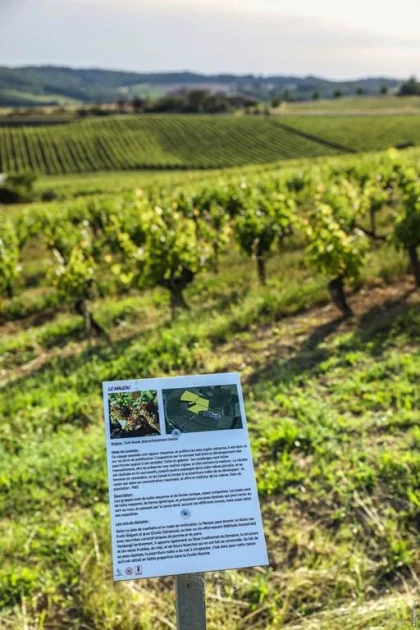 UN VOYAGE EN 3 ETAPES  AU COEUR DU DOMAINE - Vignerons Indépendants