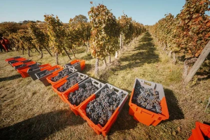 Vendangeur d'un jour le 26 septembre 2026 - Vignerons Indépendants